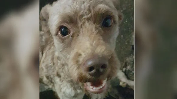 Após dois anos, cachorro e dona se reencontram no Recanto das Emas
