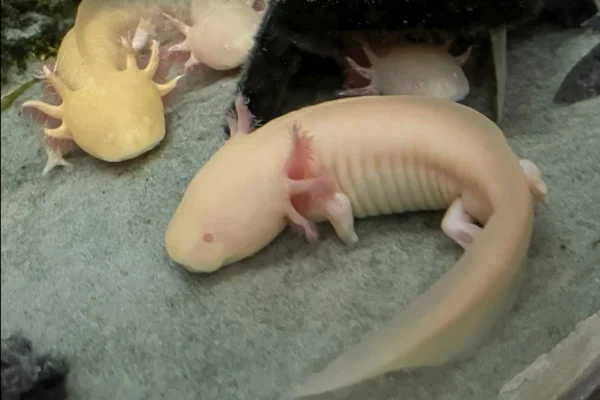 Imagem colorida de axolote é um anfíbio exótico originário do México - Metrópoles