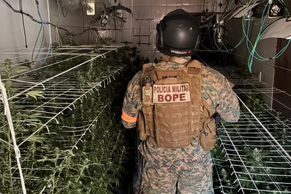 Imagem colorida, Bope encontra 128 pés de maconha em estufa em megaoperação contra TCP - Metrópoles