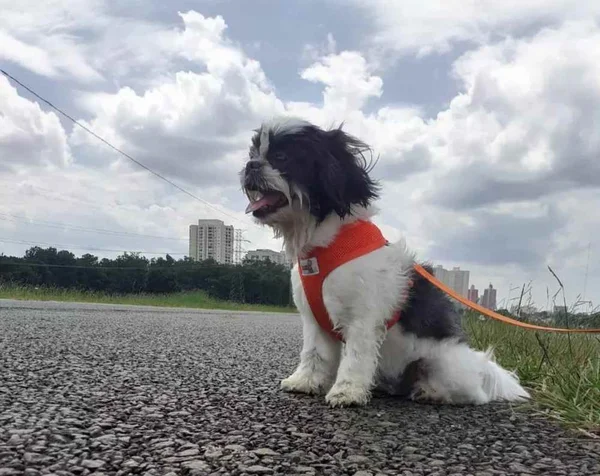jade cachorra roubada