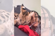 Savannah raça de gato que Oruam deu à namorada vale até R$ 120 mil 