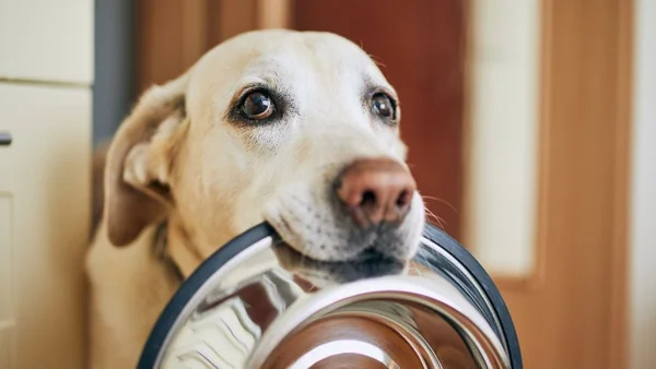 Cachorro com um pote de ração na boca