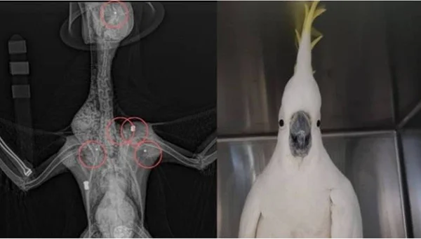Cacatua é atingida por cinco tiros e sobrevive