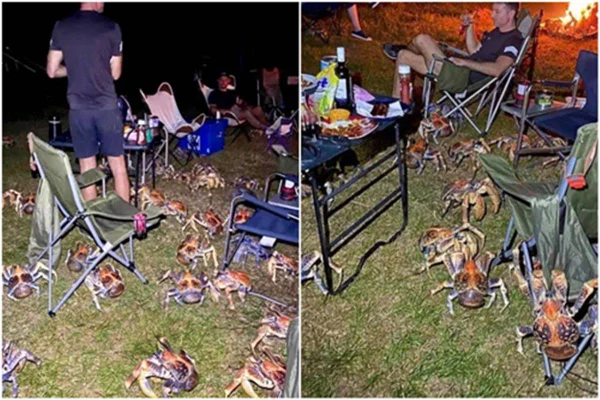 Piquenique em família é destruído após ataque de 52 caranguejos gigantes