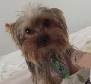 Família procura cachorro desaparecido no Núcleo Bandeirante
