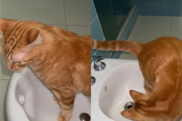 Educado! Gato aprende a fazer xixi sozinho no bidê e viraliza na web
