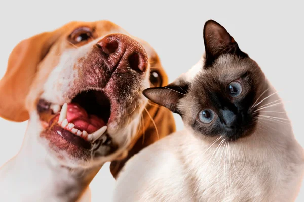 Foto colorida de gato e cachorro fazendo pose em frente a câmera - Metrópoles