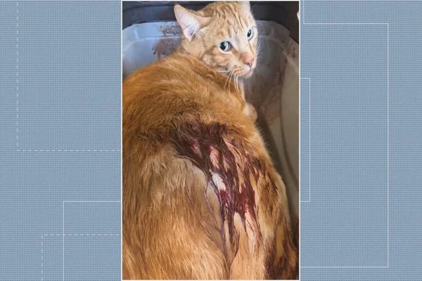 Gato é baleado em casa no Park Way e PCDF investiga maus-tratos