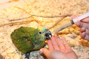  Entre as aves, destacam-se os psitacídeos, como papagaios e araras