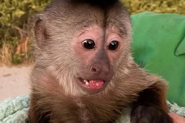 Macaco-prego Route