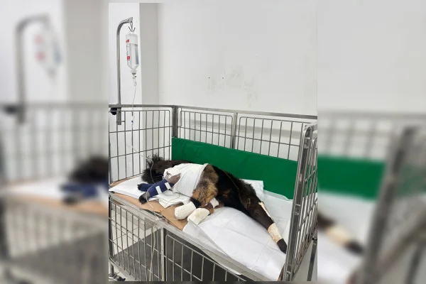 Tamanduá-bandeira resgatado no DF tem patas fraturadas e fará cirurgia