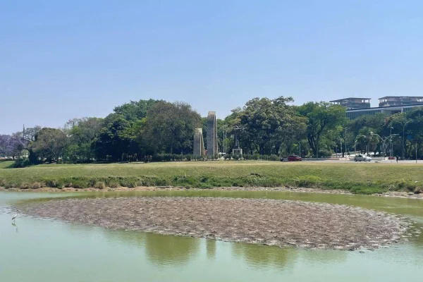 Nível baixo da água em lago do Parque Ibirapuera resultou na formação de uma ilha. Água está verde desde 24 de setembro - Metrópoles