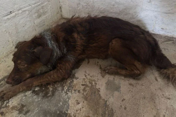 Foto colorida de cachorro com marcas de chicote - Metrópoles