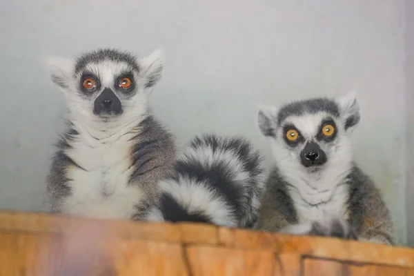 Zoo de Brasília recebe espécie que inspirou personagens de Madagascar