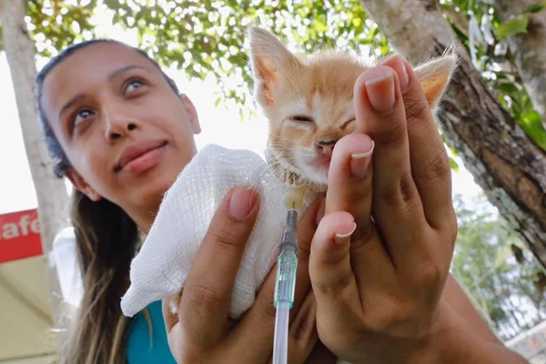 Brumadinho: veterinários vão divulgar fotos de animais resgatados