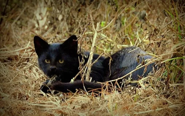 imagem colorida gato palheiro melanico