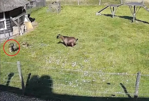 Vídeo: galo e cabrito se unem para salvar galinha de ataque de falcão