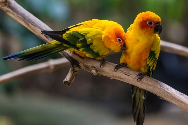 Aves