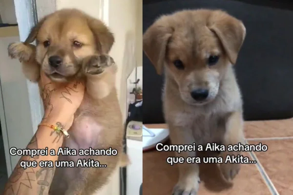 Montagem de duas imagens coloridas de cadela vira-lata caramelo