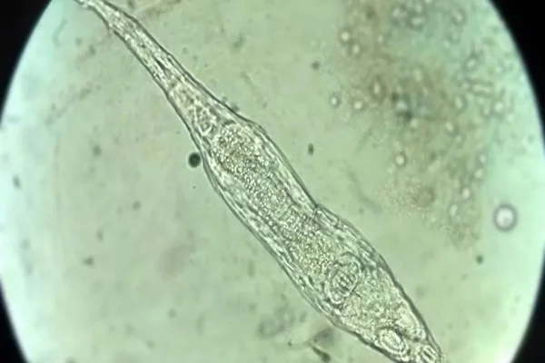 Criatura no permafrost volta à vida após 24 mil anos congelada