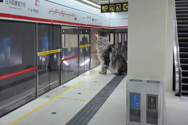 Gato "esperando" metrô em estação criada por Xing