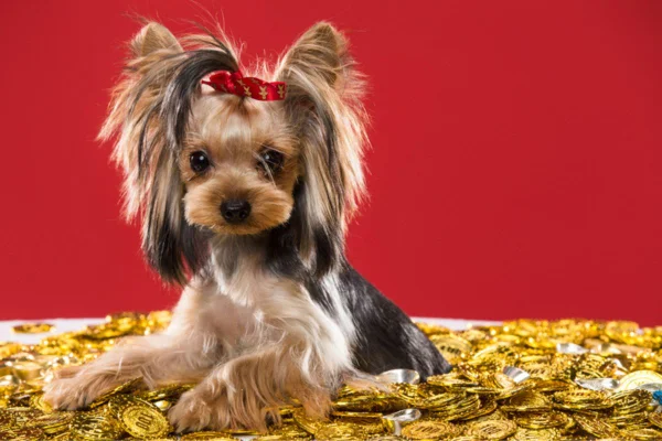Imagem colorida de cachorro yorkshire cercado de moedas