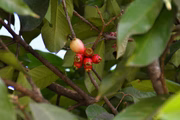 A fruta soma ativos que protegem os vasos sanguíneos