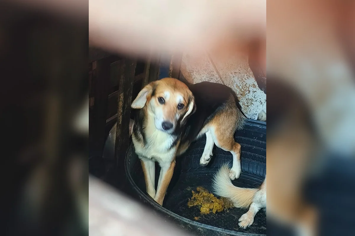 Fotos dos cachorros no momento do resgate do cativeiro