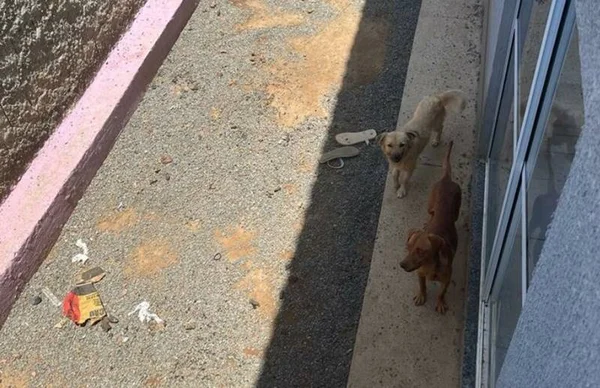 Imagem colorida de cachorros abandonados em um quintal no Entorno do DF- Metrópoles