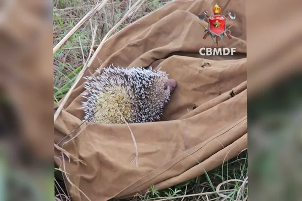 Imagem colorida de um porco espinho - Metrópoles