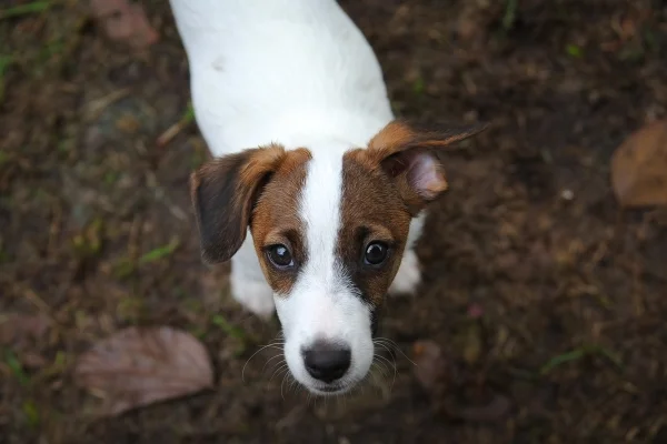 Imagem colorida mostra cachorro fox paulistinha - Metrópoles