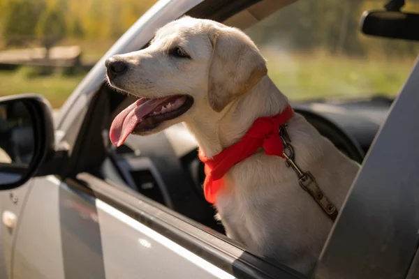 Cachorro no carro