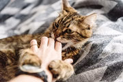 Os felinos de rua podem passar doenças como raiva e tétano