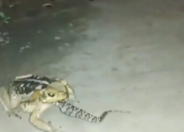 Sapo-cururu ataca e engole jararaca inteira; confira o vídeo