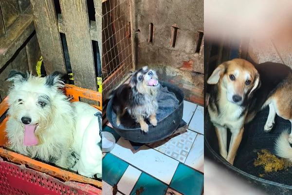 PCDF lança campanha de adoção para cães resgatados de maus-tratos; fotos