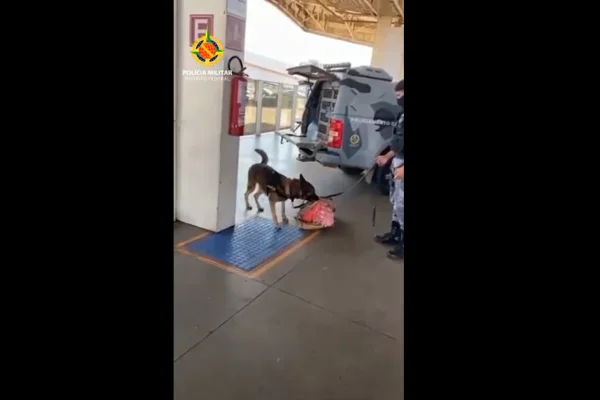 Bom de faro: cão Coraggio, da PM, encontra 10kg de maconha em rodoviária