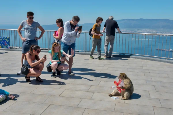 Macaco comendo comidas humanas enquanto turistas tiram fotos