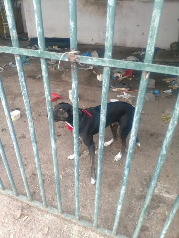Cadela presa em casa abandonada há 40 dias é alimentada por vizinhos - destaque galeria