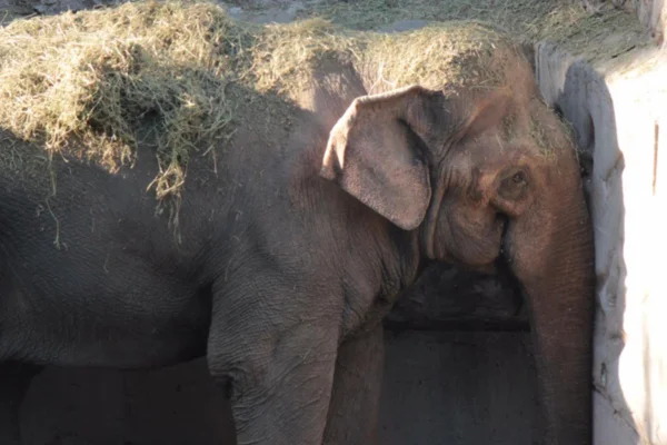 Imagem colorida do elefante Tamy - Metrópoles