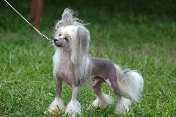 Foto colorida de um cachorro da raça crista chinês - Metrópoles