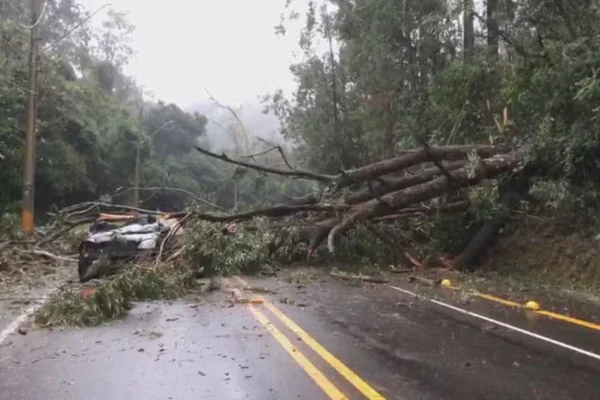Imagem colorida de carro esmagado por árvore no RS - Metrópoles
