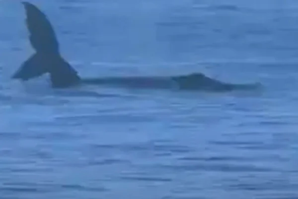 Baleia Pipeline surfe