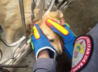 Cachorro é resgatado após ficar com a cabeça presa em portão na Bahia