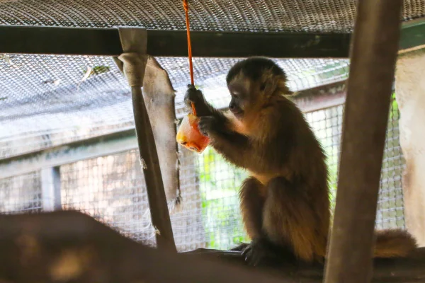 imagem colorida mostra macaco segurando picolé de frutas