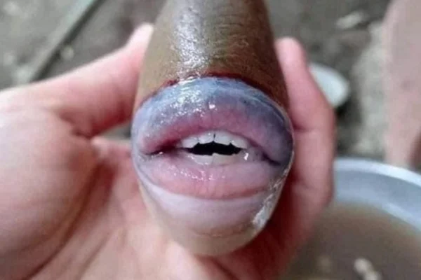 Fotos. Peixe com dentes humanos e “lábios com preenchimento” intriga a web