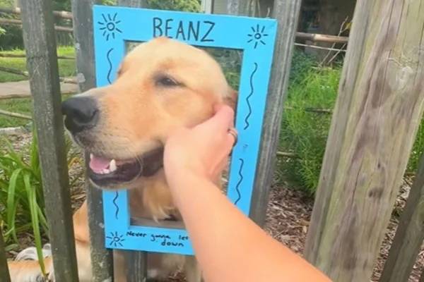 foto colorida com print de video de golden oferecendo carinho para pedestres