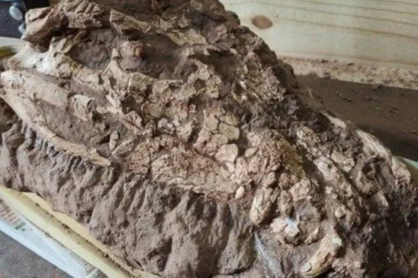 Fóssil de crocodilo é encontrado em SP