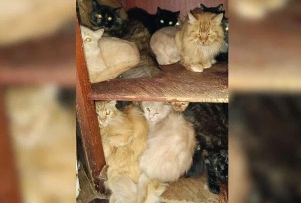 Polícia conclui inquérito após resgate de 212 gatos em Santa Catarina - Metrópoles