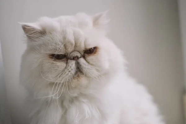 Gato da raça persa é o bicho