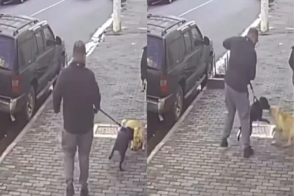 Shar-pei estava deitada na calçada quando foi atacada pelo pit-bull. Tutora da cachorra ressaltou a lei que obriga o uso da focinheira - Metrópoles